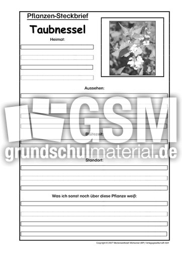 Pflanzensteckbrief-Taubnessel-SW.pdf